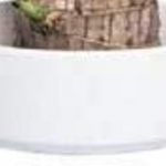 Mini Brazil Lucky Badan Liten dekoration Trä Hydroponic| Mini Plant Indoor Office Desktop Decoration